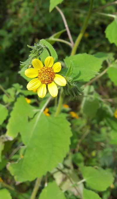 Simsia foetida, photographed by Eugenio Padilla