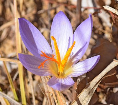 Crocus cancellatus, photographed by Kostas Zontanos