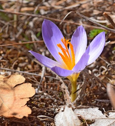 Crocus cancellatus, photographed by Kostas Zontanos