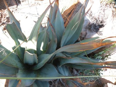 Ledebouria marginata, photographed by Antoinette Eyssell Knox