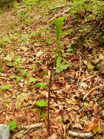 Arisaema japonicum, photographed by heikindai_87