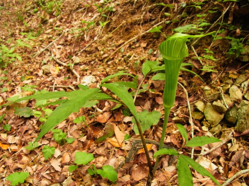 Arisaema japonicum, photographed by heikindai_87