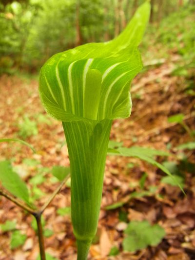 Arisaema japonicum, photographed by heikindai_87