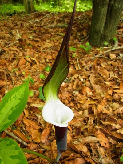 Arisaema sikokianum, photographed by heikindai_87