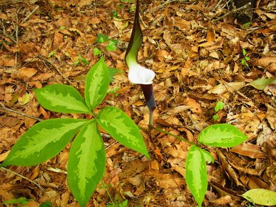 Arisaema sikokianum, photographed by heikindai_87