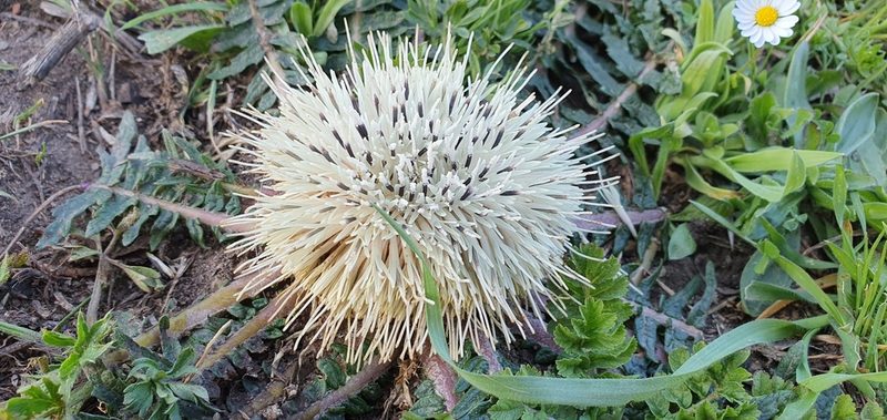 Leuzea acaulis, photographed by Mehdi Chetibi