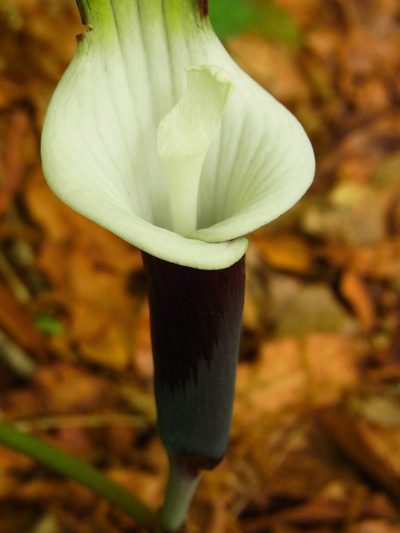 Arisaema sikokianum, photographed by heikindai_87