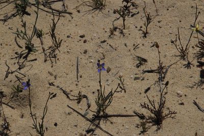 Heliophila arenosa, photographed by Tony Rebelo