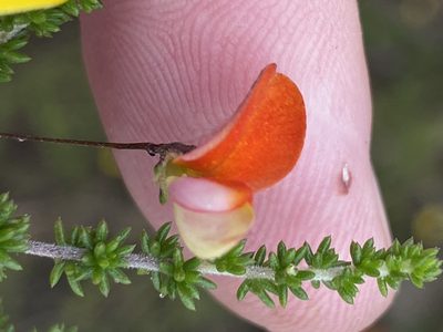 Aspalathus tenuissima, photographed by Dave U