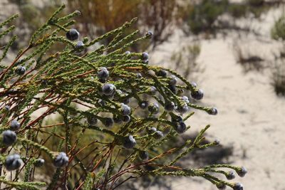 Leucadendron dubium, photographed by Tony Rebelo