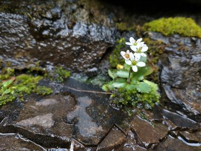 Micranthes occidentalis, photographed by Drew Meyer