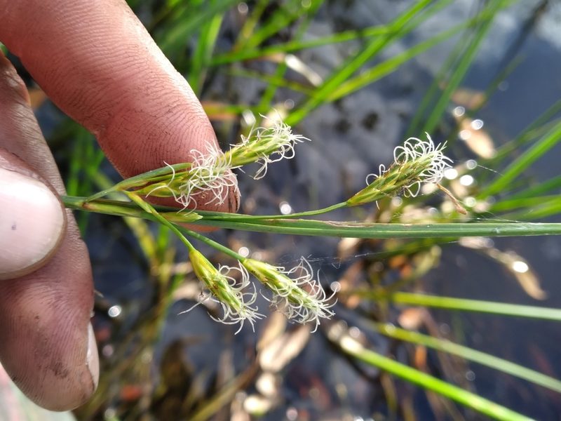 Schoenoplectus etuberculatus, photographed by Scott Ward