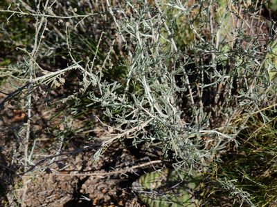 Artemisia mendozana, photographed by Guillermo Debandi