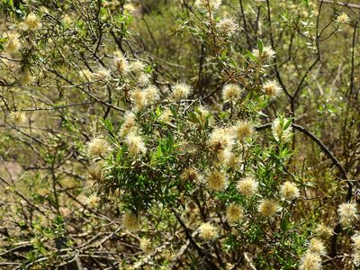 Gochnatia glutinosa, photographed by Guillermo Debandi