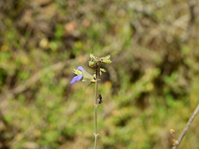 Salvia cuspidata, photographed by Guillermo Debandi