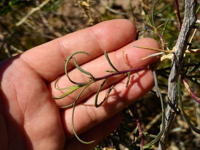 Senecio subulatus, photographed by Guillermo Debandi