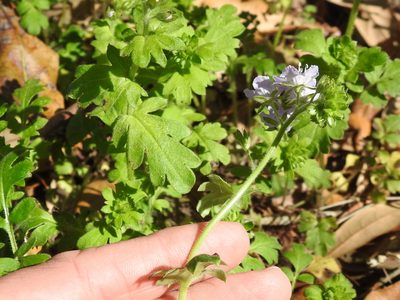 Phacelia hirsuta, photographed by Sam Kieschnick