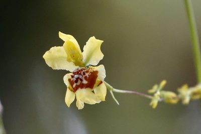 Oncidium adelaidae, photographed by desertnaturalist