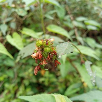 Triumfetta pilosa, photographed by Beah Vega