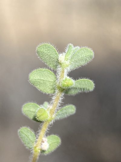 Euphorbia laredana, photographed by Matt Berger