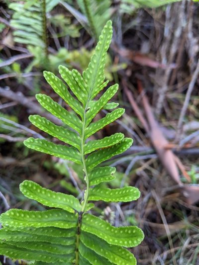 Polypodium pellucidum, photographed by Rachel Stringham