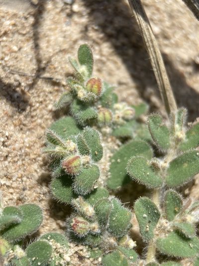 Euphorbia laredana, photographed by Matt Berger