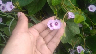 Ipomoea grandifolia, photographed by Bahiano Ayala