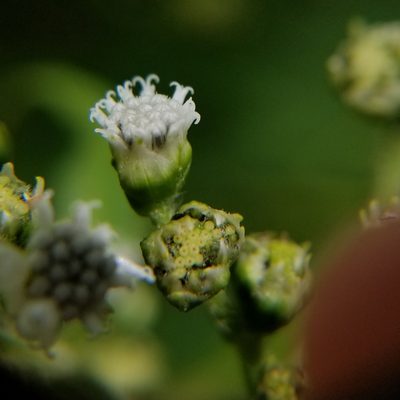 Clibadium erosum, photographed by Daniel McClosky