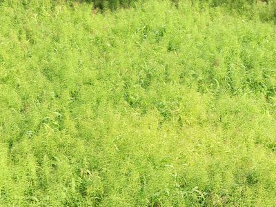 Paspalum repens, photographed by Emily Geest