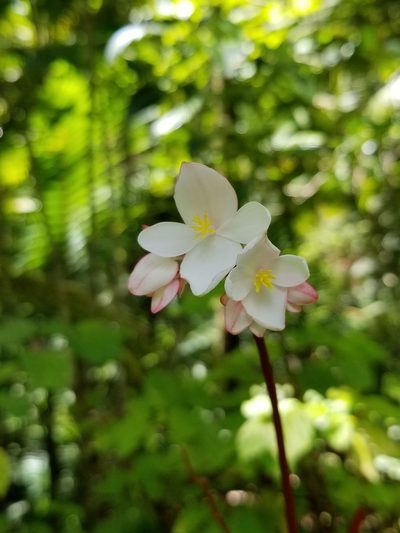 Begonia decandra, photographed by Daniel McClosky