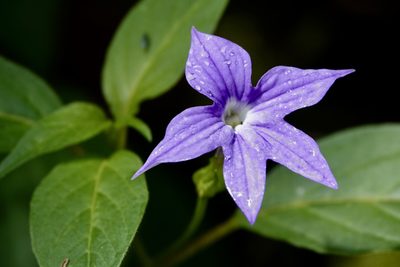 Browallia speciosa, photographed by desertnaturalist