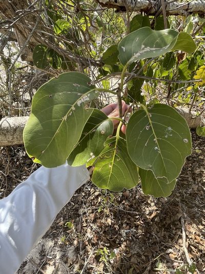 Pisonia subcordata, photographed by Luke Padon