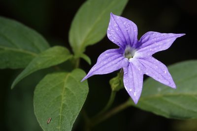 Browallia speciosa, photographed by desertnaturalist