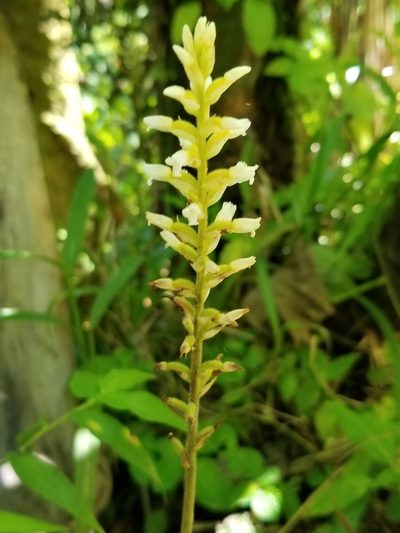 Microchilus plantagineus, photographed by Daniel McClosky