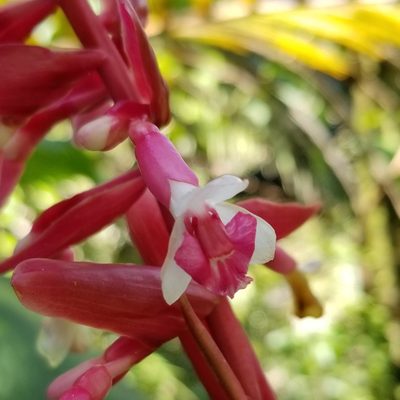 Renealmia jamaicensis, photographed by Daniel McClosky