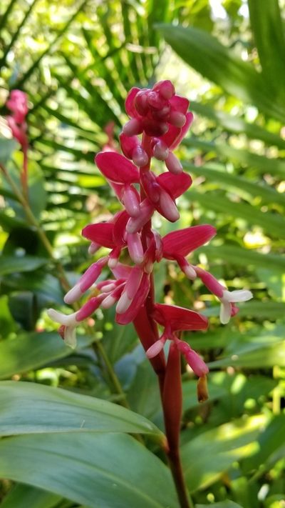Renealmia jamaicensis, photographed by Daniel McClosky