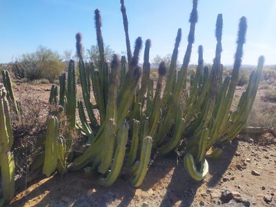 Lophocereus schottii, photographed by Tereka Lasso