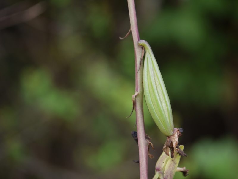 Eulophia nuda, photographed by Dinesh Valke