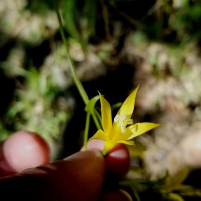 Lisianthius laxiflorus, photographed by Daniel McClosky
