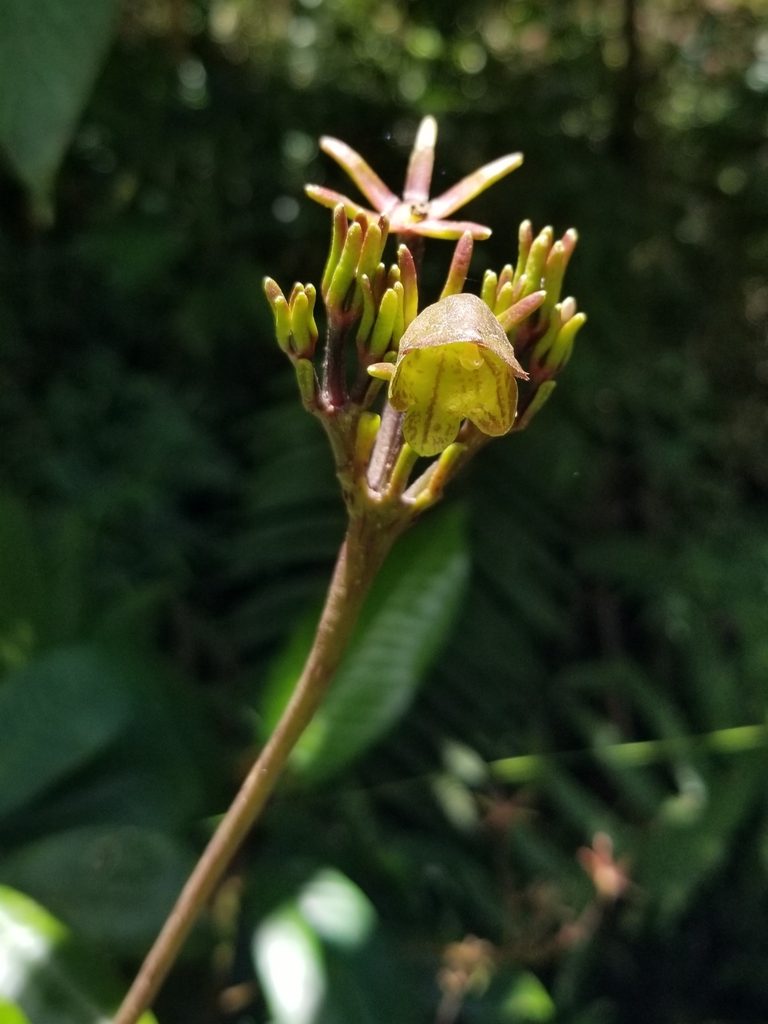 Gesneria sintenisii, photographed by Daniel McClosky