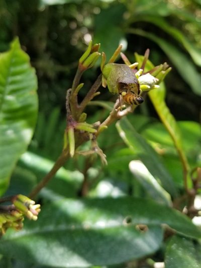 Gesneria sintenisii, photographed by Daniel McClosky