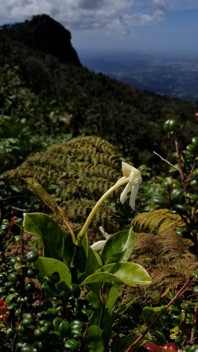 Hillia parasitica, photographed by Daniel McClosky
