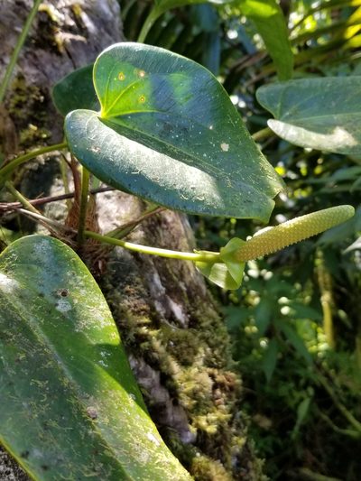 Anthurium dominicense, photographed by Daniel McClosky