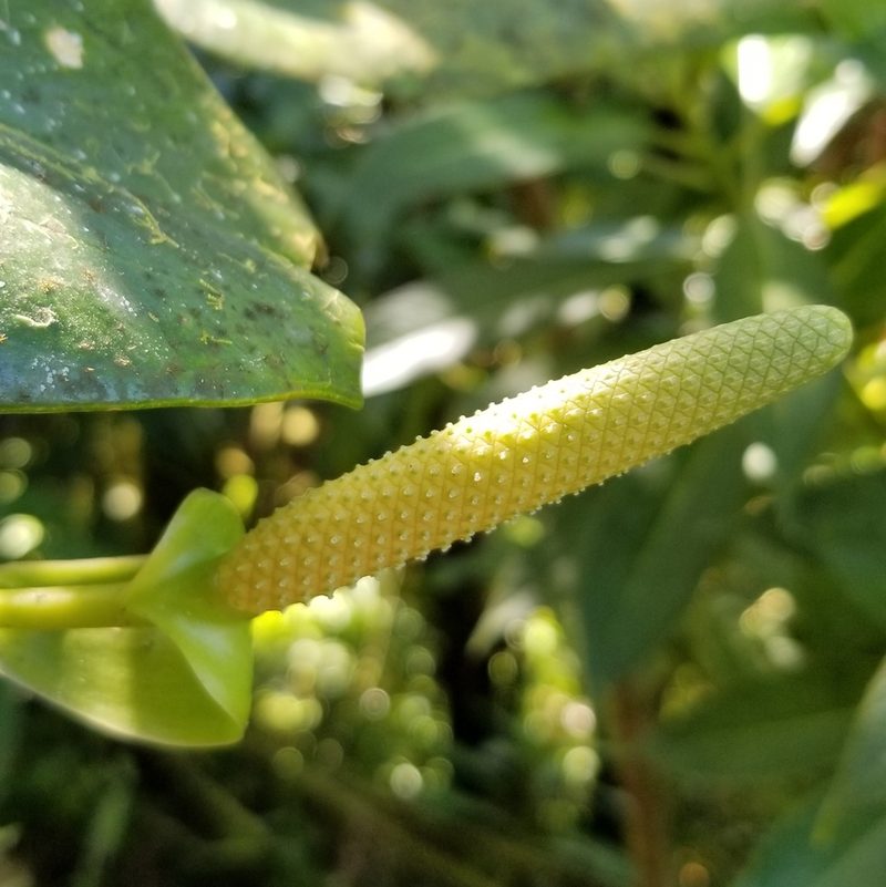 Anthurium dominicense, photographed by Daniel McClosky