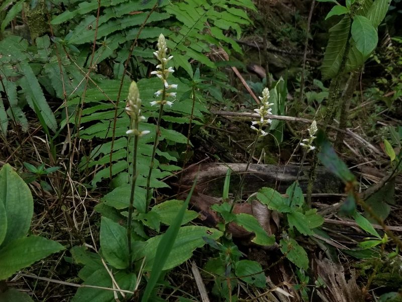 Microchilus plantagineus, photographed by Daniel McClosky