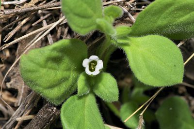 Nama jamaicensis, photographed by Michelle W. （鍾偉瑋）