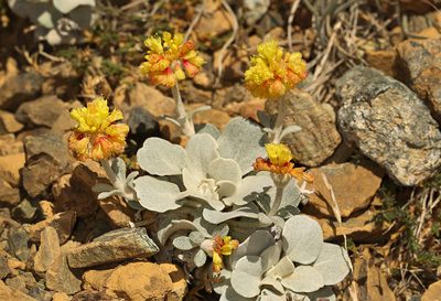 Eriogonum alpinum, photographed by Steve Matson