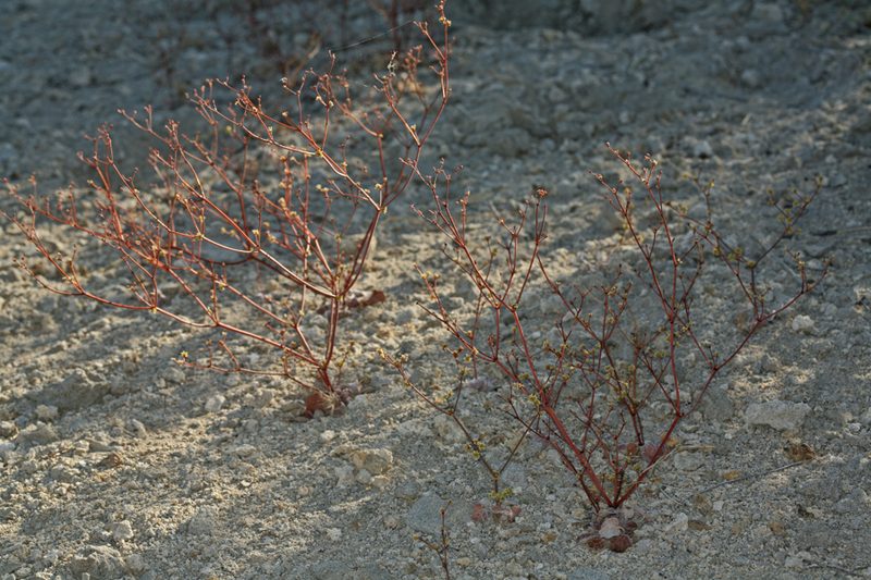Eriogonum ampullaceum, photographed by Steve Matson