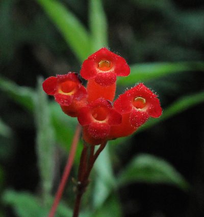 Kohleria trianae, photographed by Todd Boland
