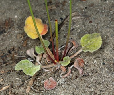 Eriogonum ampullaceum, photographed by Steve Matson